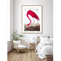 Affiche flament rose The Dybdahl American Flamingo