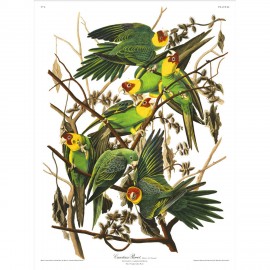 affiche ancienne oiseaux audubon the dybdahl carolina parots