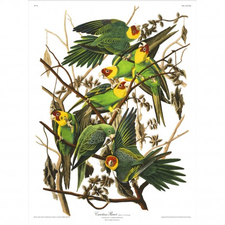 affiche ancienne oiseaux audubon the dybdahl carolina parots