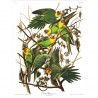 Affiche oiseaux Audubon The Dybdahl Carolina Parots