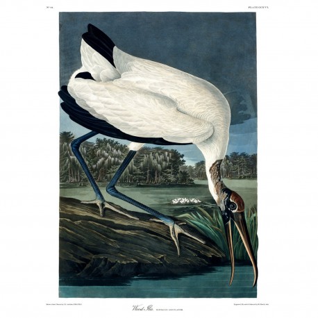 affiche peinture oiseau audubon the dybdahl wood ibis