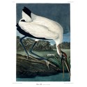 affiche peinture oiseau audubon the dybdahl wood ibis