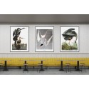 affiche peinture oiseau audubon the dybdahl wood ibis