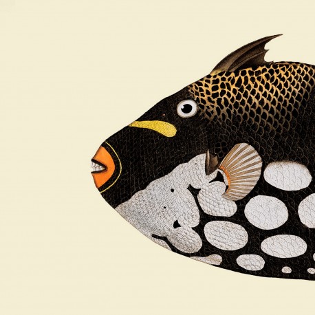 poster tete de poisson the dybdahl dog galore