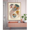 Affiche Ernst Haeckel méduses The Dybdahl Discomedusae
