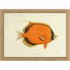 petit cadre poisson orange the dybdahl dotted butterflyfish