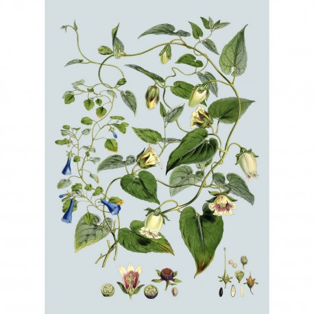 affiche botanique fleurs bleues the dybdahl blue and white flowers