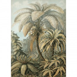 affiche botanique fougeres the dybdahl alsophila