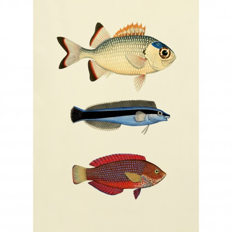 affiche ancienne poissons colores the dybdahl the fishes