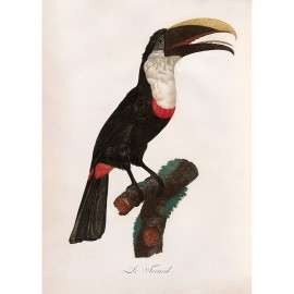 affiche ancienne oiseau toucan dessin the dybdahl
