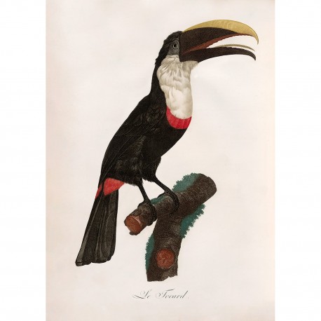 affiche ancienne oiseau toucan dessin the dybdahl