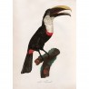 affiche ancienne oiseau toucan dessin the dybdahl
