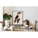 affiche ancienne oiseau toucan dessin the dybdahl