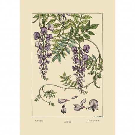 affiche ancienne decorative fleurs glycine dessin the dybdahl