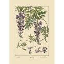 affiche ancienne decorative fleurs glycine dessin the dybdahl