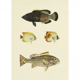 affiche ancienne poissons dessin the dybdahl the fishes