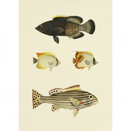 affiche ancienne poissons dessin the dybdahl the fishes