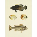 affiche ancienne poissons dessin the dybdahl the fishes