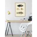 affiche ancienne poissons dessin the dybdahl the fishes