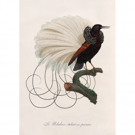 affiche planche ornithologique oiseau le nébuleux the dybdahl