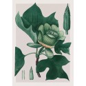 affiche plante verte decorative ancienne the dybdahl Liriodendron