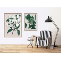 affiche plante verte decorative ancienne the dybdahl Liriodendron