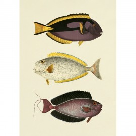 affiche planche ancienne poissons dessin the dybdahl