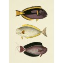 affiche planche ancienne poissons dessin the dybdahl