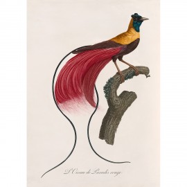 affiche planche ancienne l oiseau de paradis rouge the dybdahl