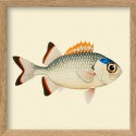 petit cadre poisson blanc orange the dybdahl