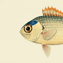 Affiche tête de poisson The Dybdahl Poisson soldat