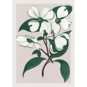 affiche plante fleur the dybdahl cornus florida