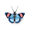Papillon paon du jour décoration murale en carton Studio Roof