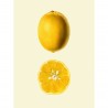 poster affiche citron the dybdahl lemon