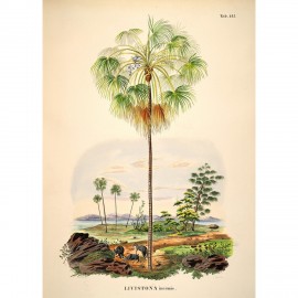 affiche poster palmier vintage the dybdahl livistona inermis