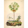 Affiche palmier The Dybdahl Livistona Inermis