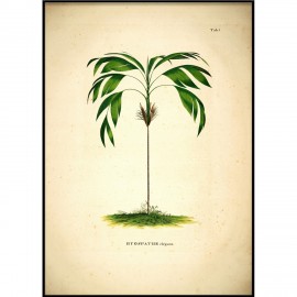 poster ancien vintage botanique palmier the dybdahl hyospathe elegans
