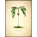 poster ancien vintage botanique palmier the dybdahl hyospathe elegans