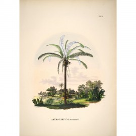 Affiche vintage palmier The Dybdahl Astrocaryum Murumuru