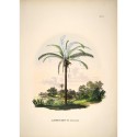 Affiche vintage palmier The Dybdahl Astrocaryum Murumuru
