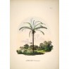 Affiche vintage palmier The Dybdahl Astrocaryum Murumuru