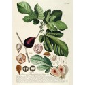 affiche planche botanique ancienne figuier the dybdahl ficus