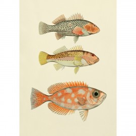 affiche dessin poissons ancien vintage the dybdahl