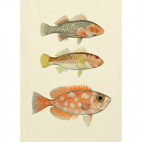 affiche dessin poissons ancien vintage the dybdahl