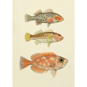 affiche dessin poissons ancien vintage the dybdahl