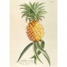 Affiche botanique ananas The Dybdahl Ananas Aculeatus