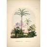 Affiche ancienne paysage tropical The Dybdahl Astrocaryum Vulgare Cocos