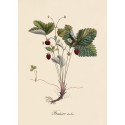 Affiche botanique ancienne fraisier des bois The Dybdahl