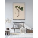 Affiche botanique ancienne fraisier des bois The Dybdahl