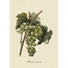 Affiche grappe raisin The Dybdahl Muscat d'Alexandrie